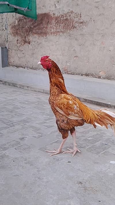 Aseel Pair for sale | Aseel hens and murga for sale | Breader Aseel