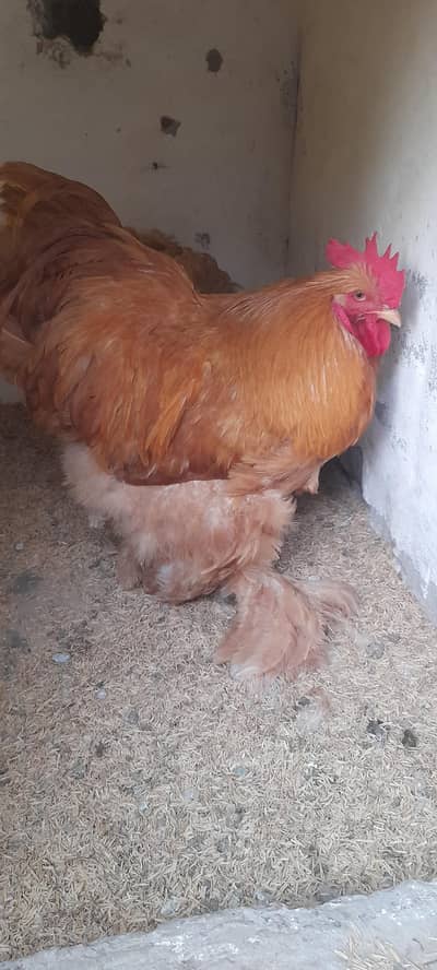 golden buff chicks for sale