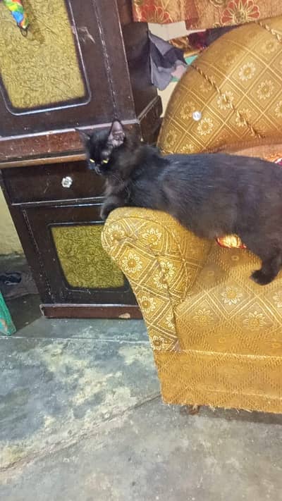 1 cate 3 baby cate 03088100155