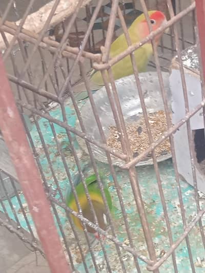 peach face and brown face parrot urgent sale