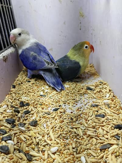 love birds parrots beautiful pairs