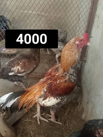 Aseel Male & Female Hens for sale