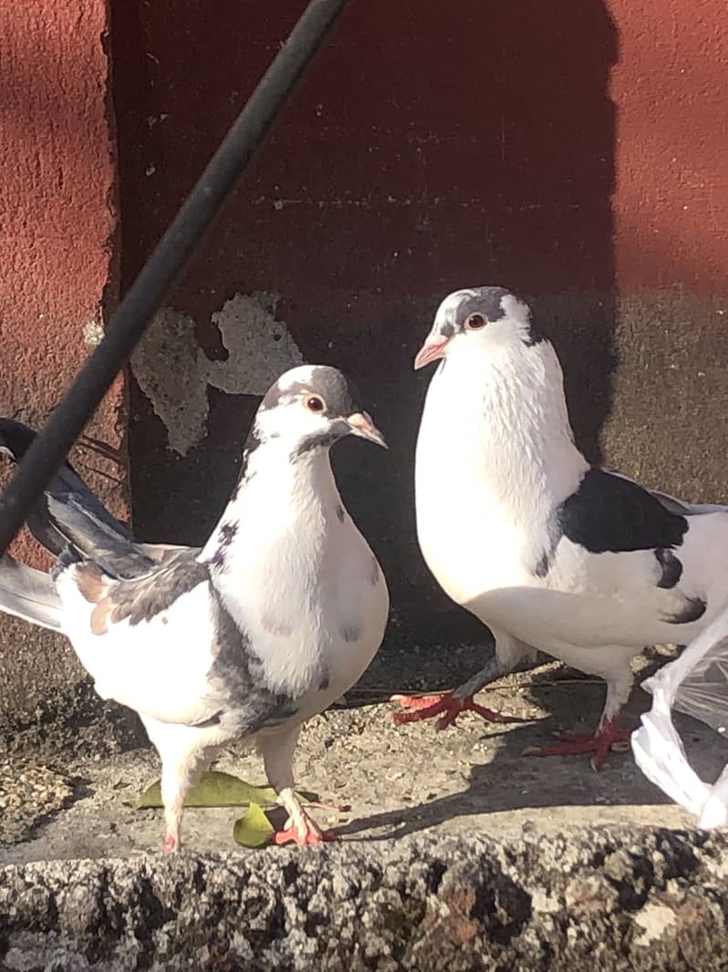 Fancy breeder pair 0