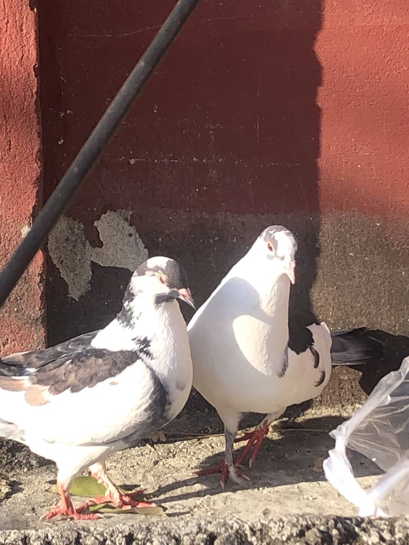 Fancy breeder pair 1