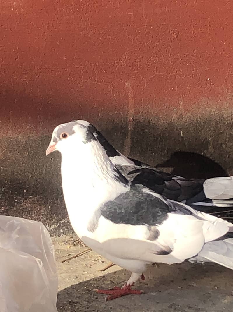 Fancy breeder pair 3