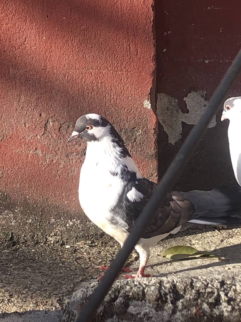 Fancy breeder pair 4