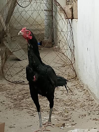 pure burmi backfooter breeders