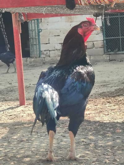 pure burmi backfooter breeders