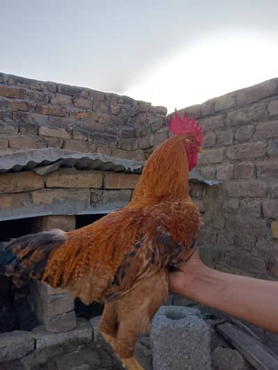 Pure Desi Roster Sale