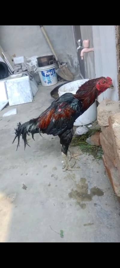 Thai assel murgha for sale