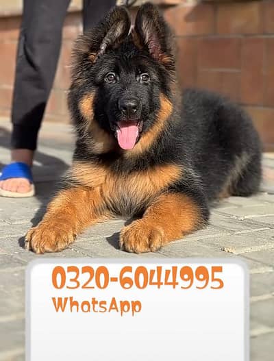 German Shepherd Dog Puppy ForSaleUrgent
