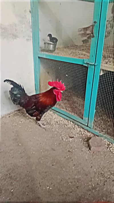 Desi Murga HOME BREED For Sale