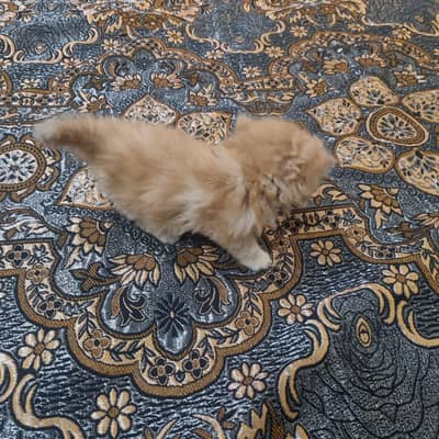 Triple Coat Persian Kitten For Sale | Pure Breed