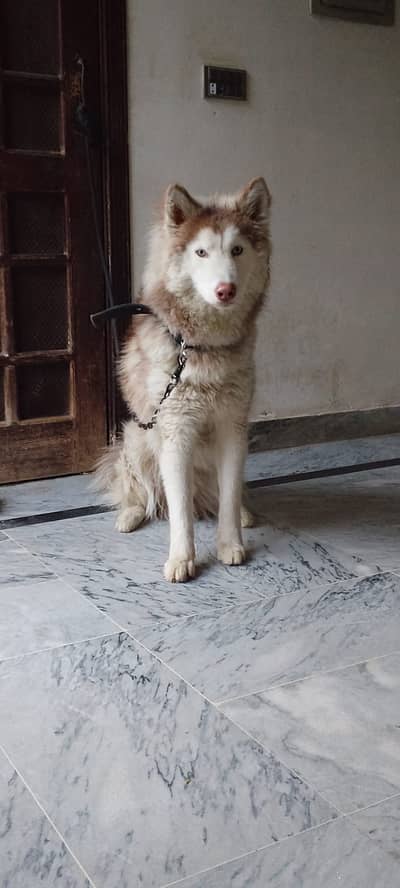 Siberian Husky | Wolly coat | Brown White Husky | Male Dog | For sale