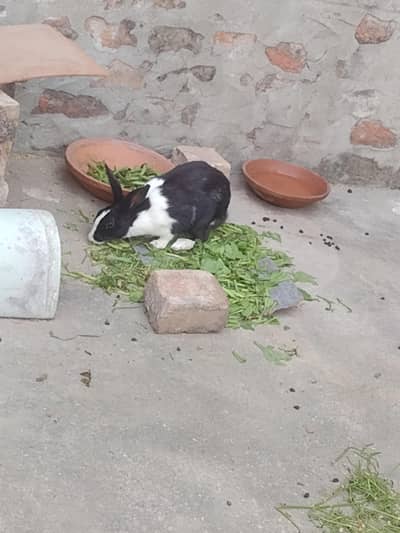 dasi rabbits 4female  only 6k.