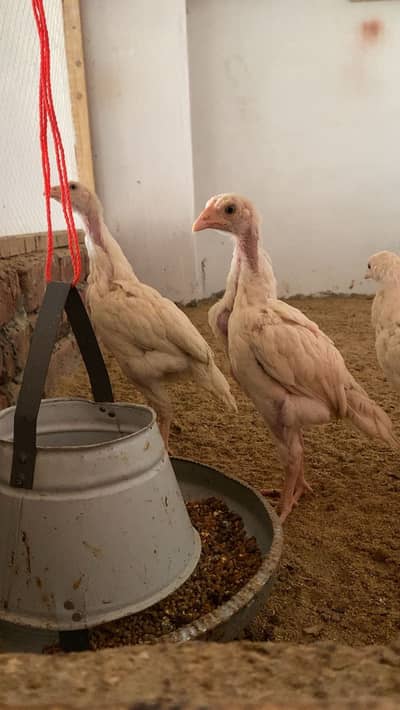 white aseel | heera aseel | shamo | coco shamo | aseel shamo chicks