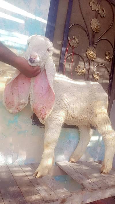 3 kakka kajla chatra male age 2.5 month