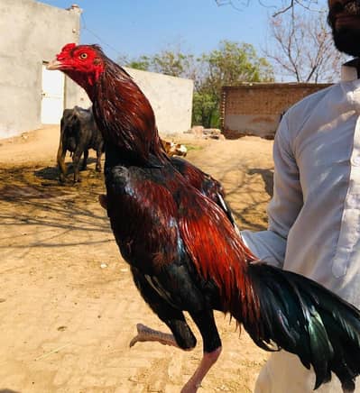 cash on delivery aseel murga