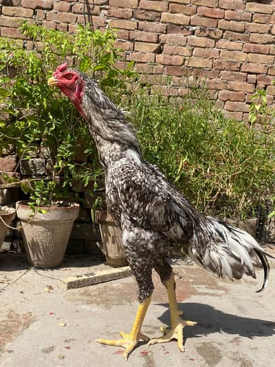 german shamo | coco shamo chicks | aseel heera chicks | chicks