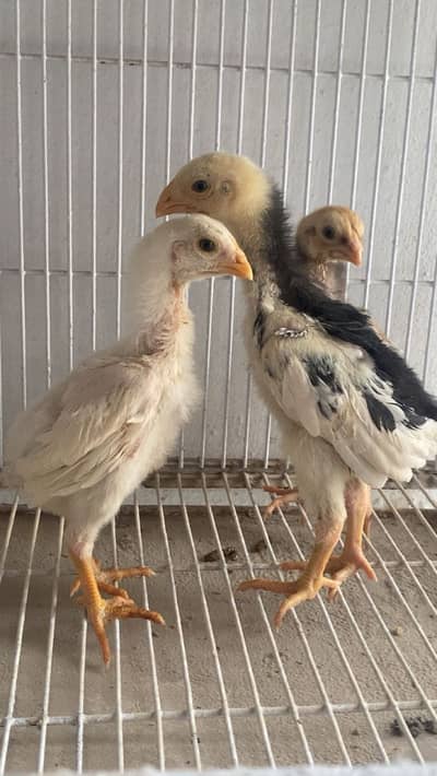 german shamo | coco shamo chicks | aseel heera chicks | chicks