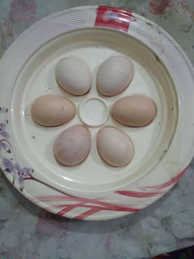 12 desi eggs  480 darjan