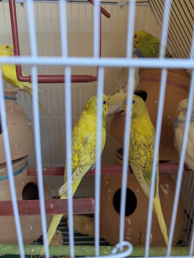 Bearding Pairs , Rainbows pairs