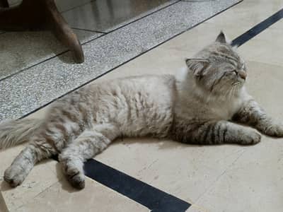 Persian male cat
