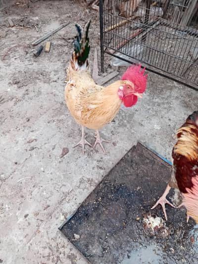 Golden misri murgha for sale