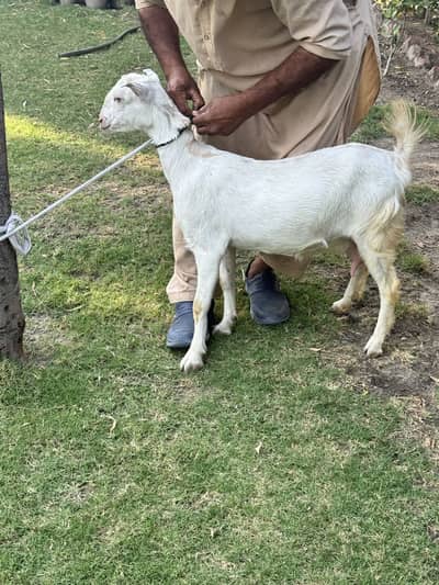 Beautiful Pointed Teddy family