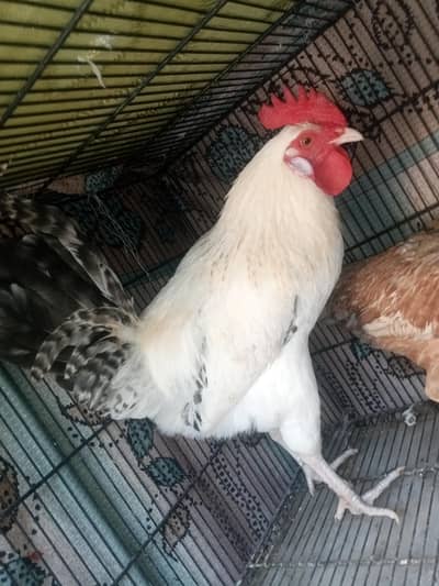 Aseel murghi or Misri murgha