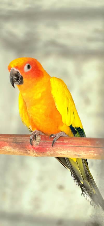 Sun Conure Male Rosiiela Female Parrot  With DNA 3 years+ Age For sale