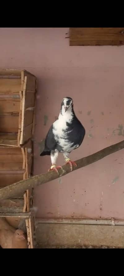 urty hoye kabootar hain  jis bhai ko chahiyea wo contact karly