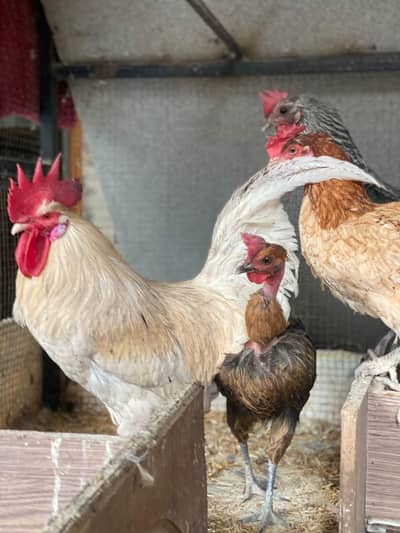 HENS 1 MURGHA 3 MURGHIYAAN