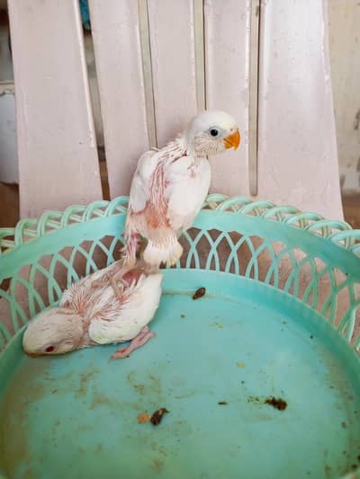 love bird chicks