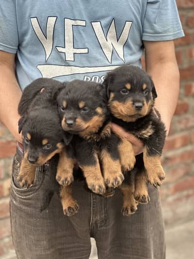 Roatweiler puppy