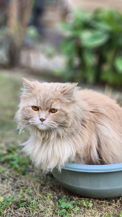 Persian cat triple coated