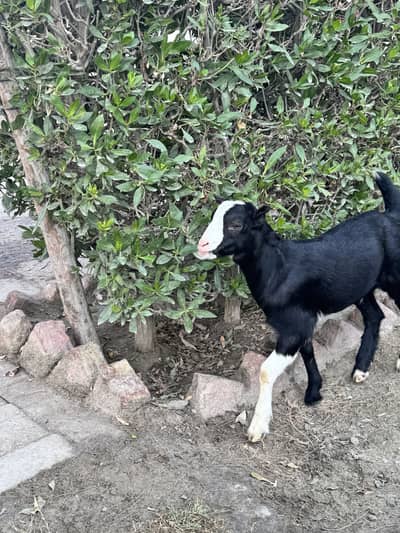 Beautiful Black pink nose breeder quality male