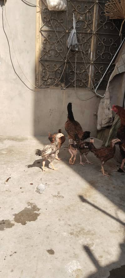 Aseel Burmi imported