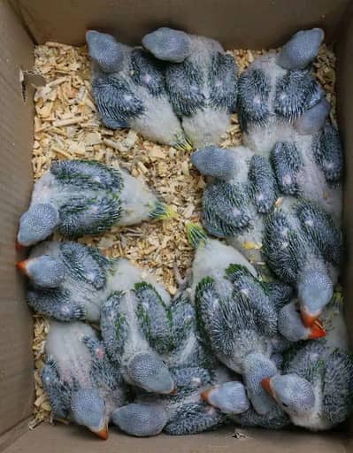 Wildlife Registered Alexandrine Raw Parrot Chicks