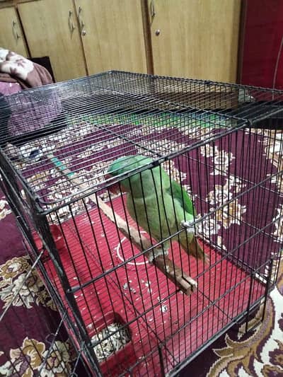 Green Raw parrrot with cage