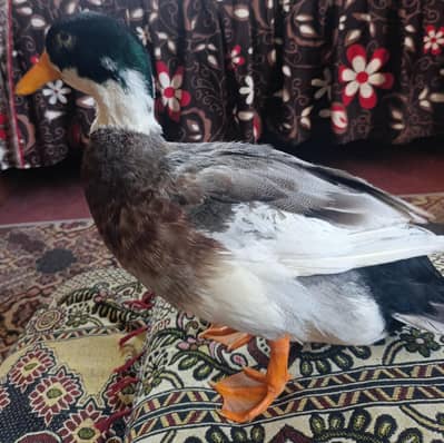 Silver Appleyard duck.  Home Pet Duck Home Grower Duck Gender (MALE)