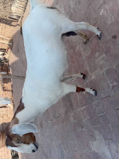 Female goat for sale weight 41 kg completely Excellent health
