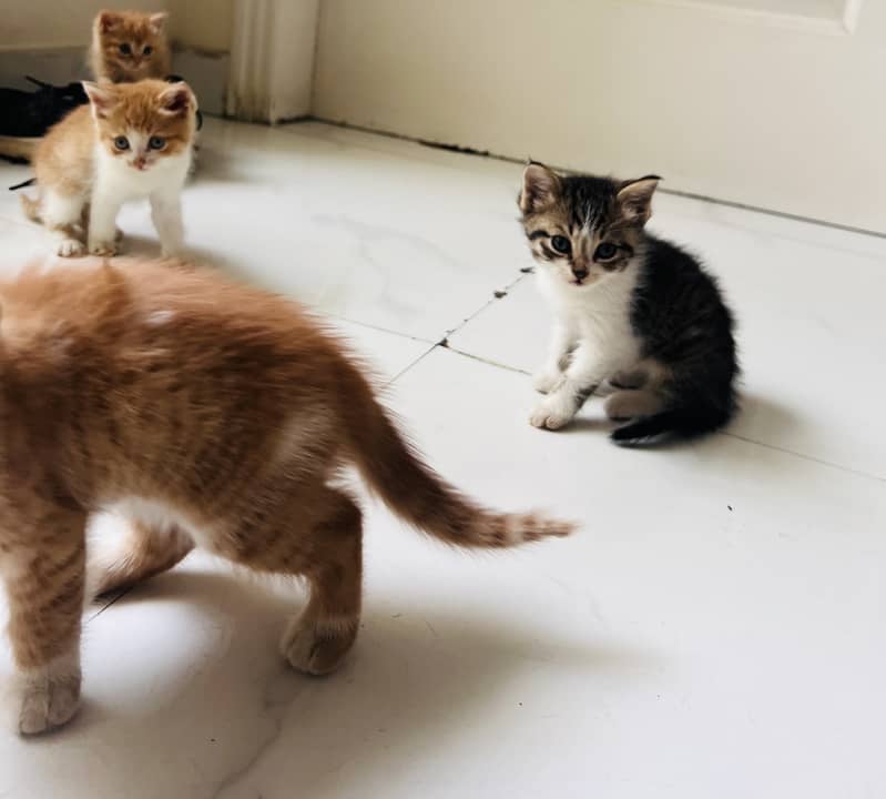 Kittens 1