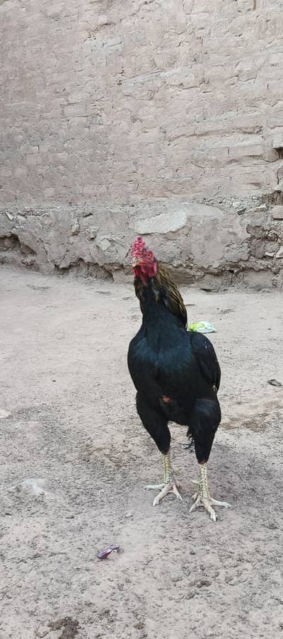 Mianwali aseel topla