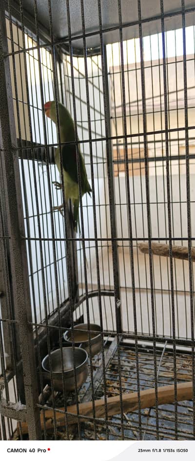 raw paharai for sale