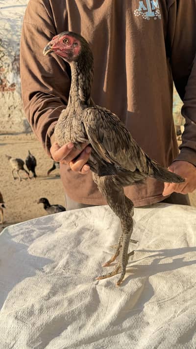 Thai Supper Loker Female