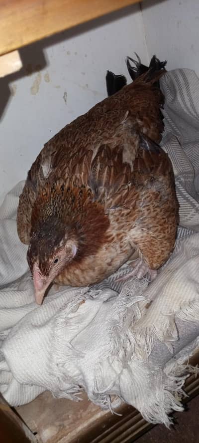 kurak hen kurk murgi achy bhry size me hen