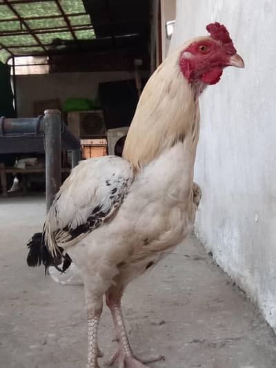 white aseel sahiwali or drugga murga