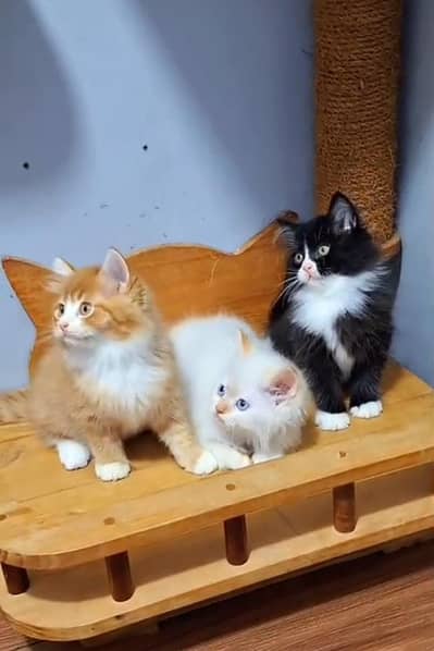 Persian Cats & Kittens for Sale may WhatsApp 03126762031