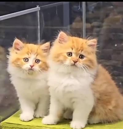 Persian Cats & Kittens for Sale may WhatsApp 03126762031